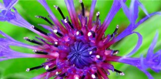 Calibrazione dei colori